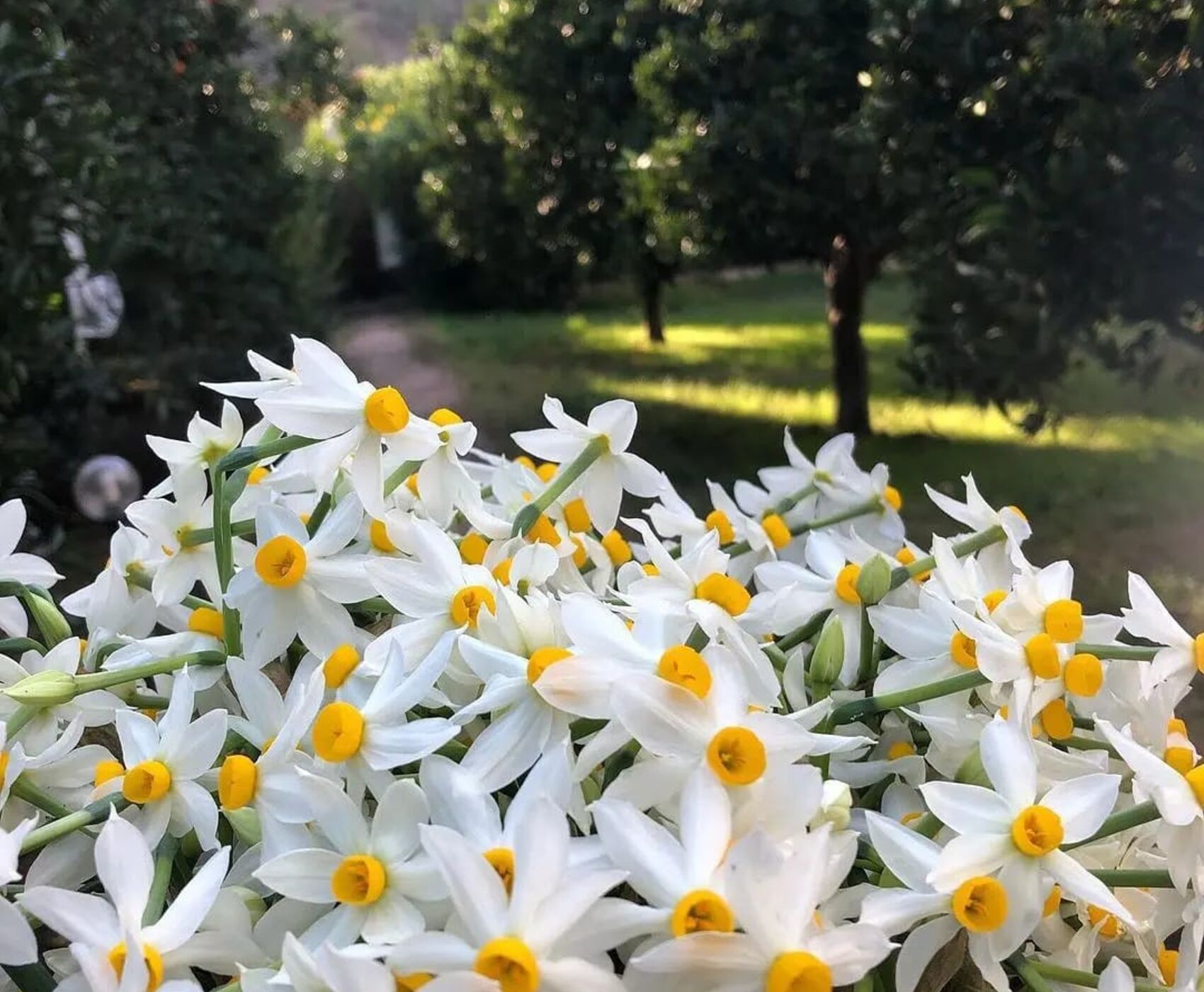 EGE'NİN EN RENKLİ KIŞ FESTİVALİ - NERGİS FESTİVALİ ROTASI