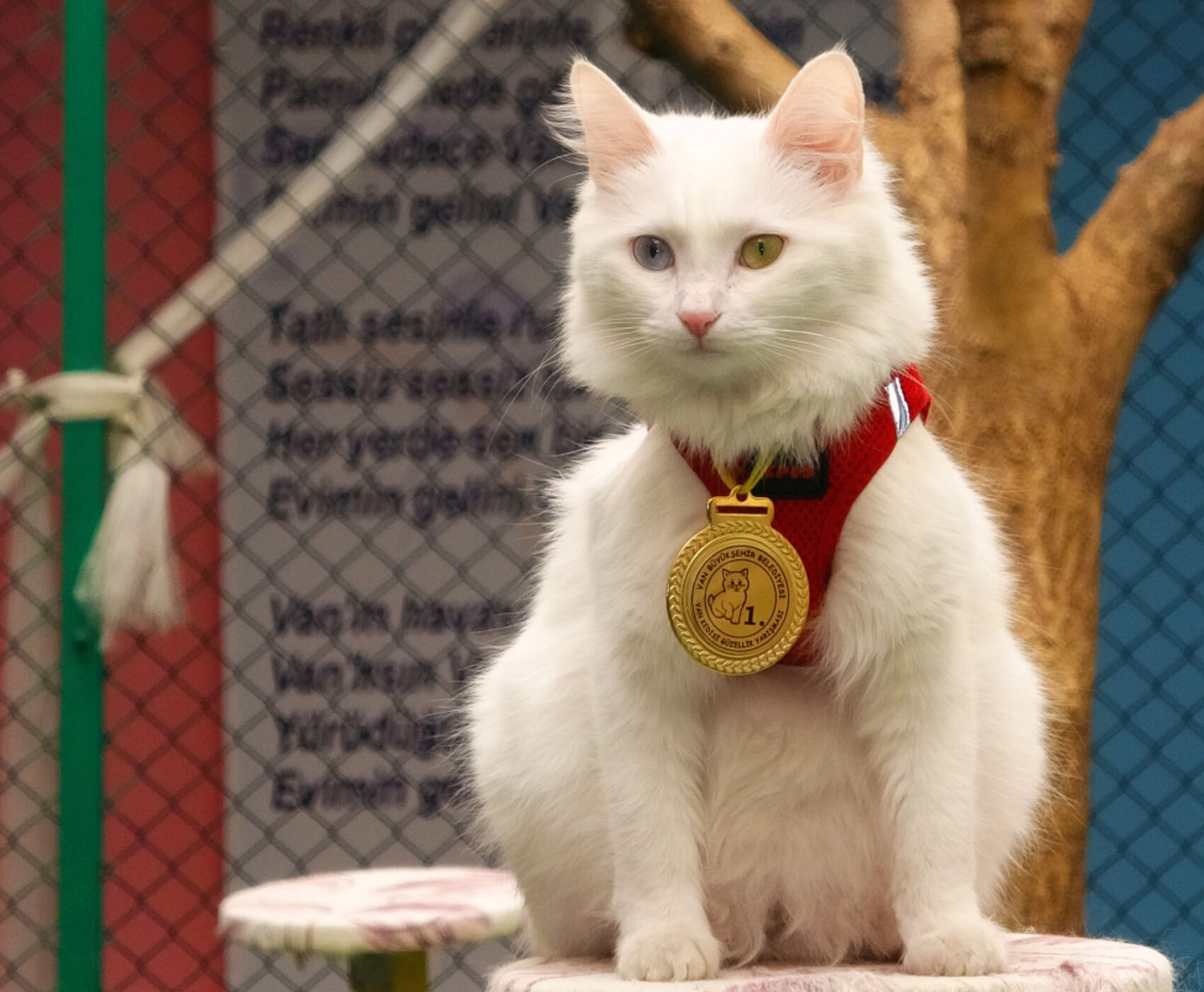 UÇAKLI VAN KARS KARADENİZ BATUM TURU