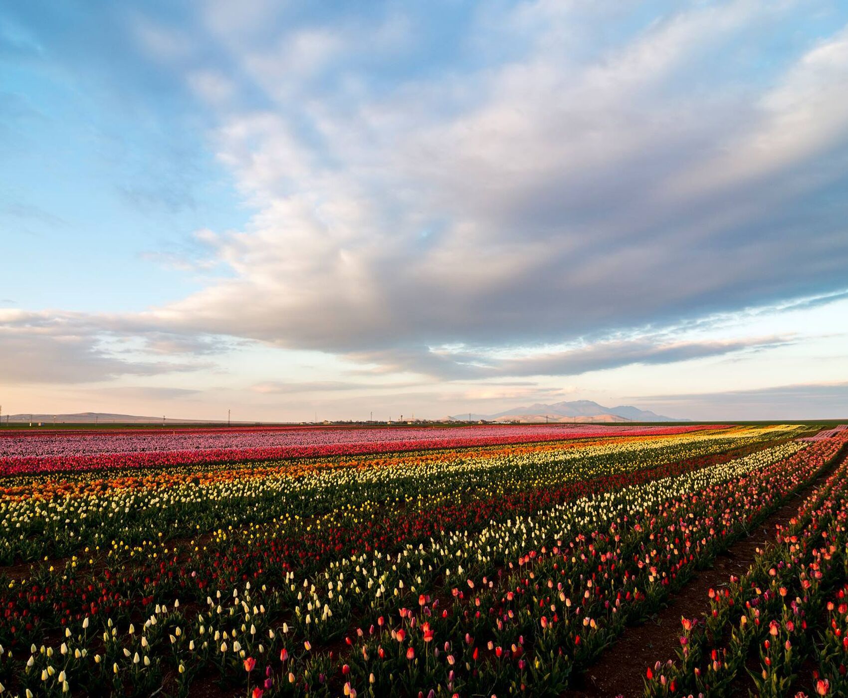 TULIP GARDENS & KARAMAN & TAŞKALE GRANARIES