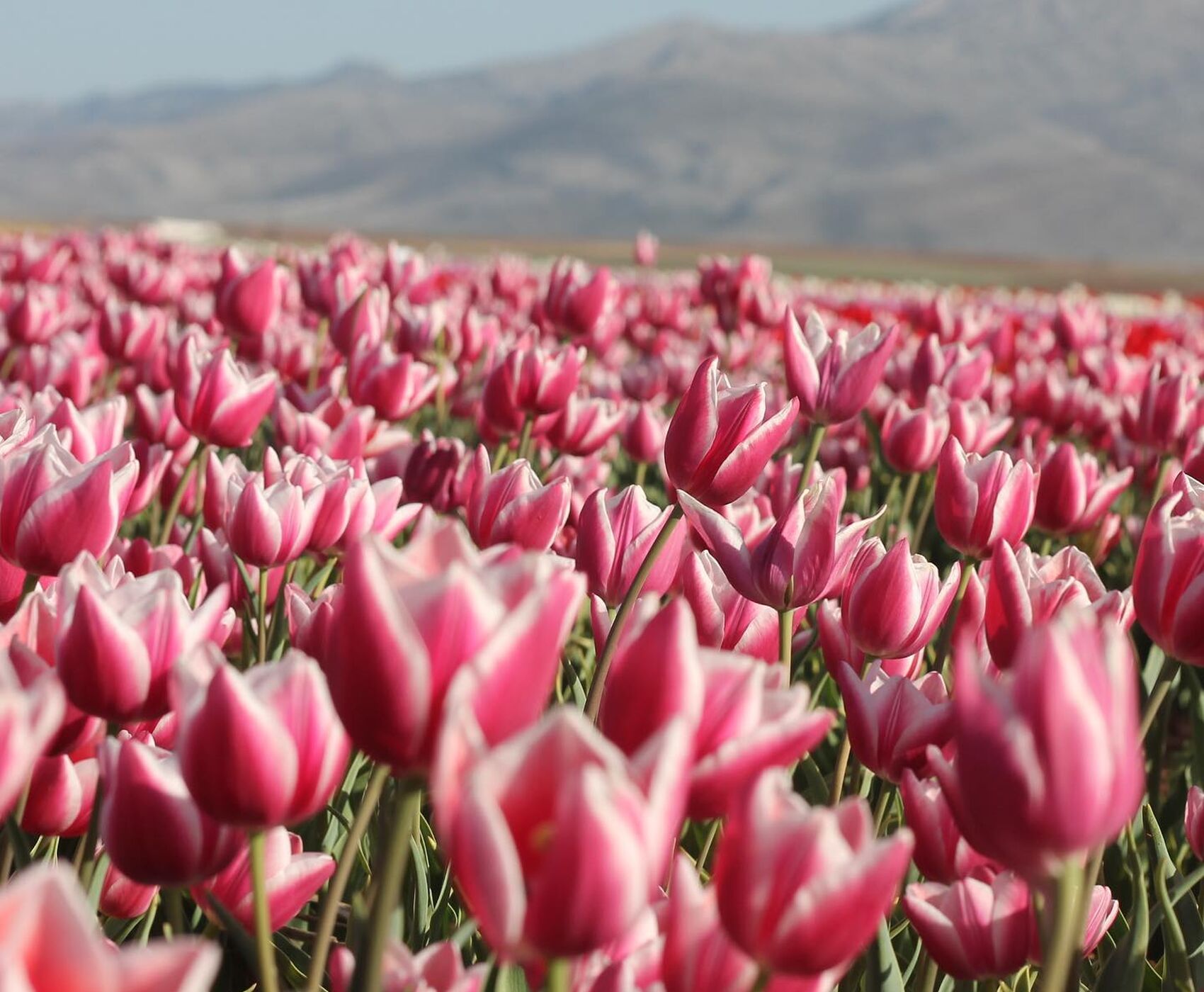 TULIP GARDENS & KARAMAN & TAŞKALE GRANARIES