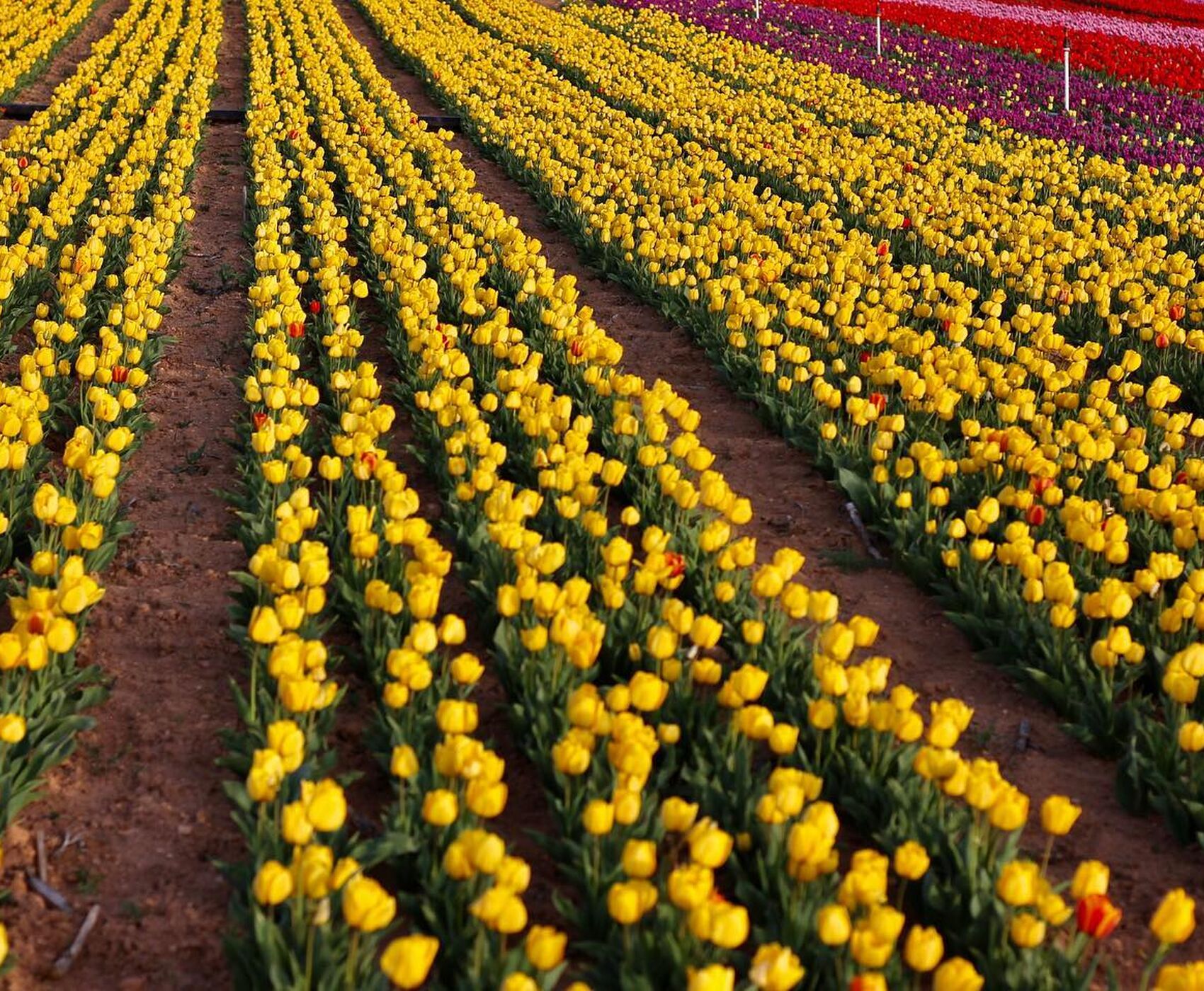 TULIP GARDENS & KARAMAN & TAŞKALE GRANARIES