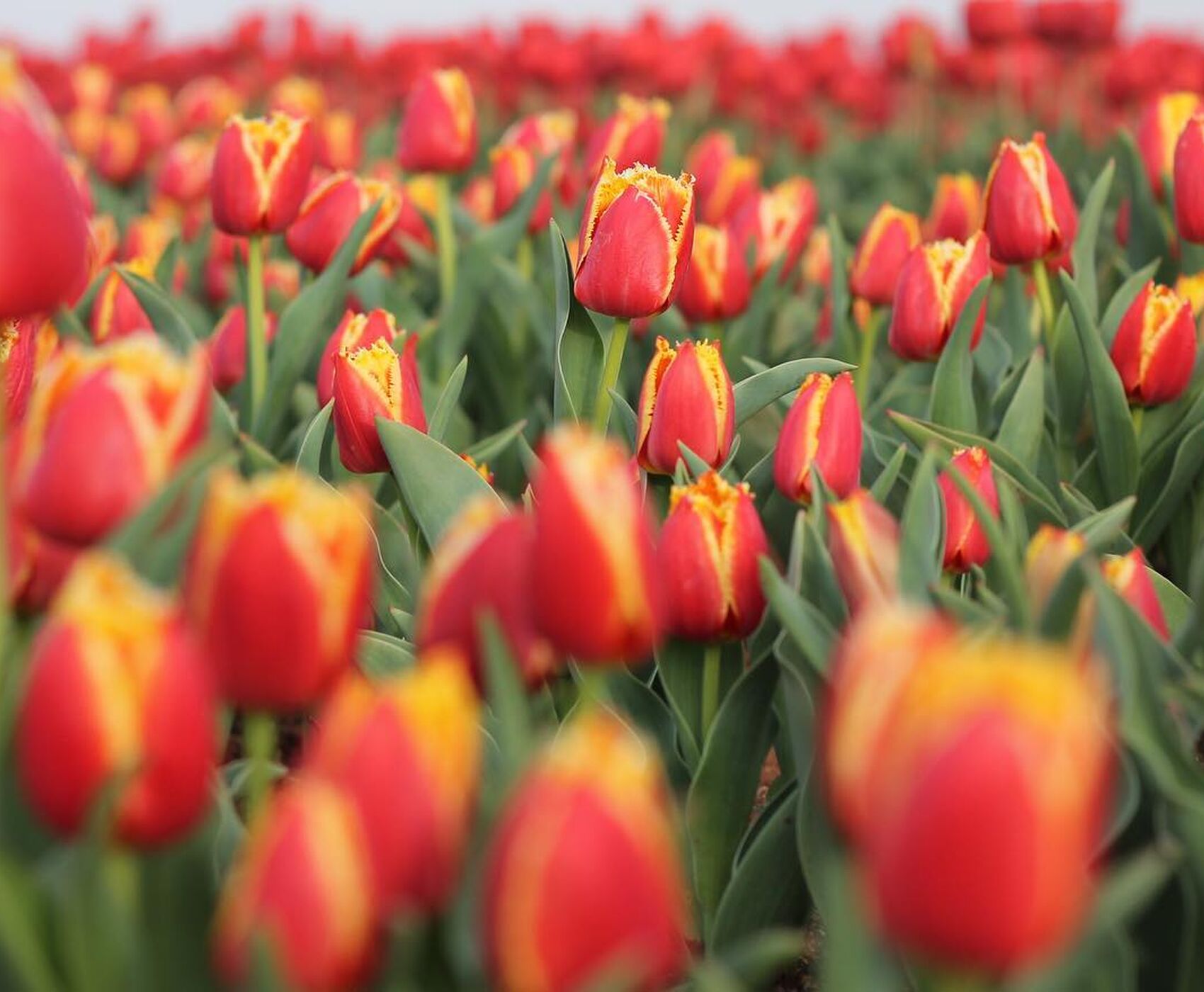 TULIP GARDENS & KARAMAN & TAŞKALE GRANARIES