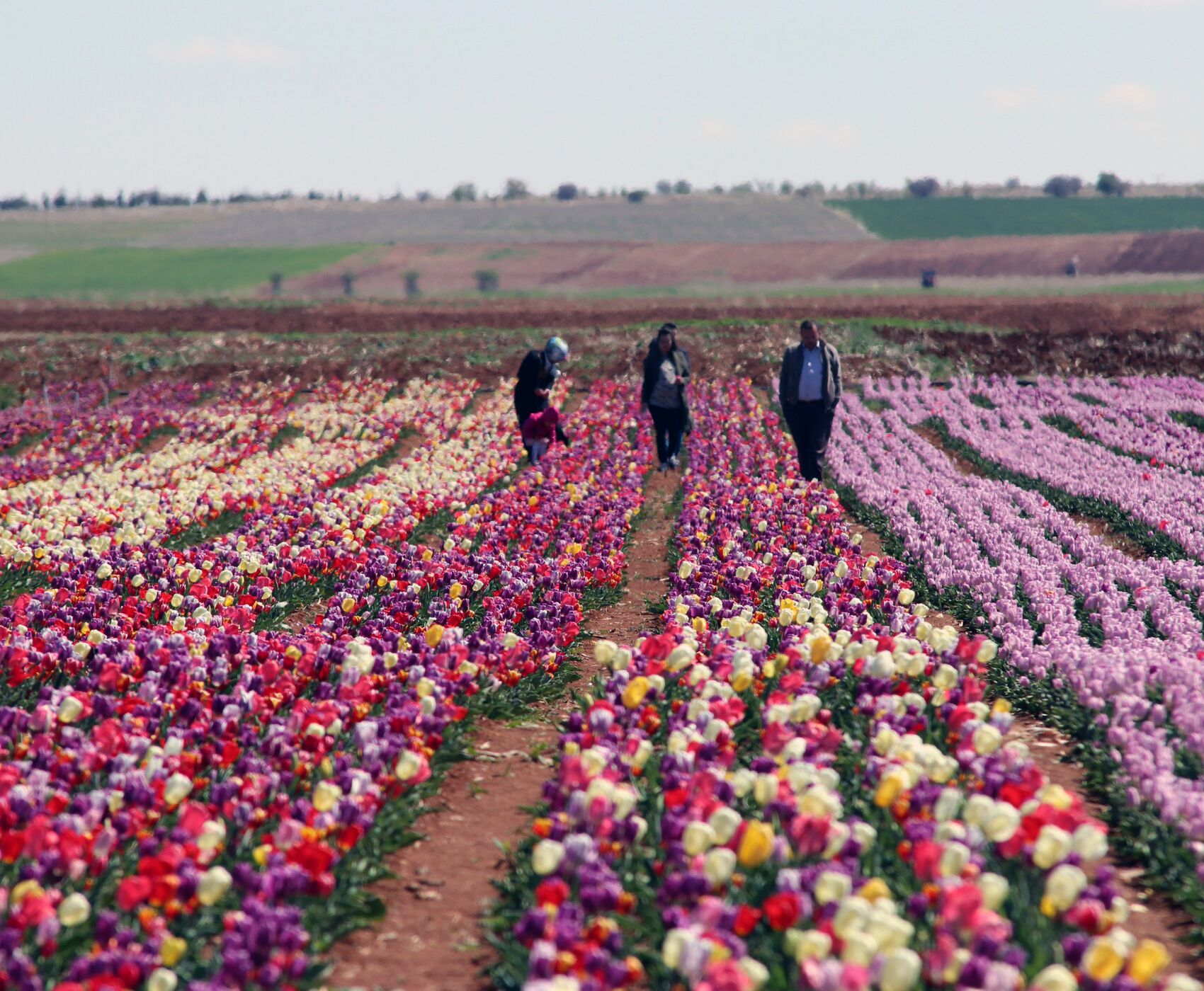 TULIP GARDENS & KARAMAN & TAŞKALE GRANARIES