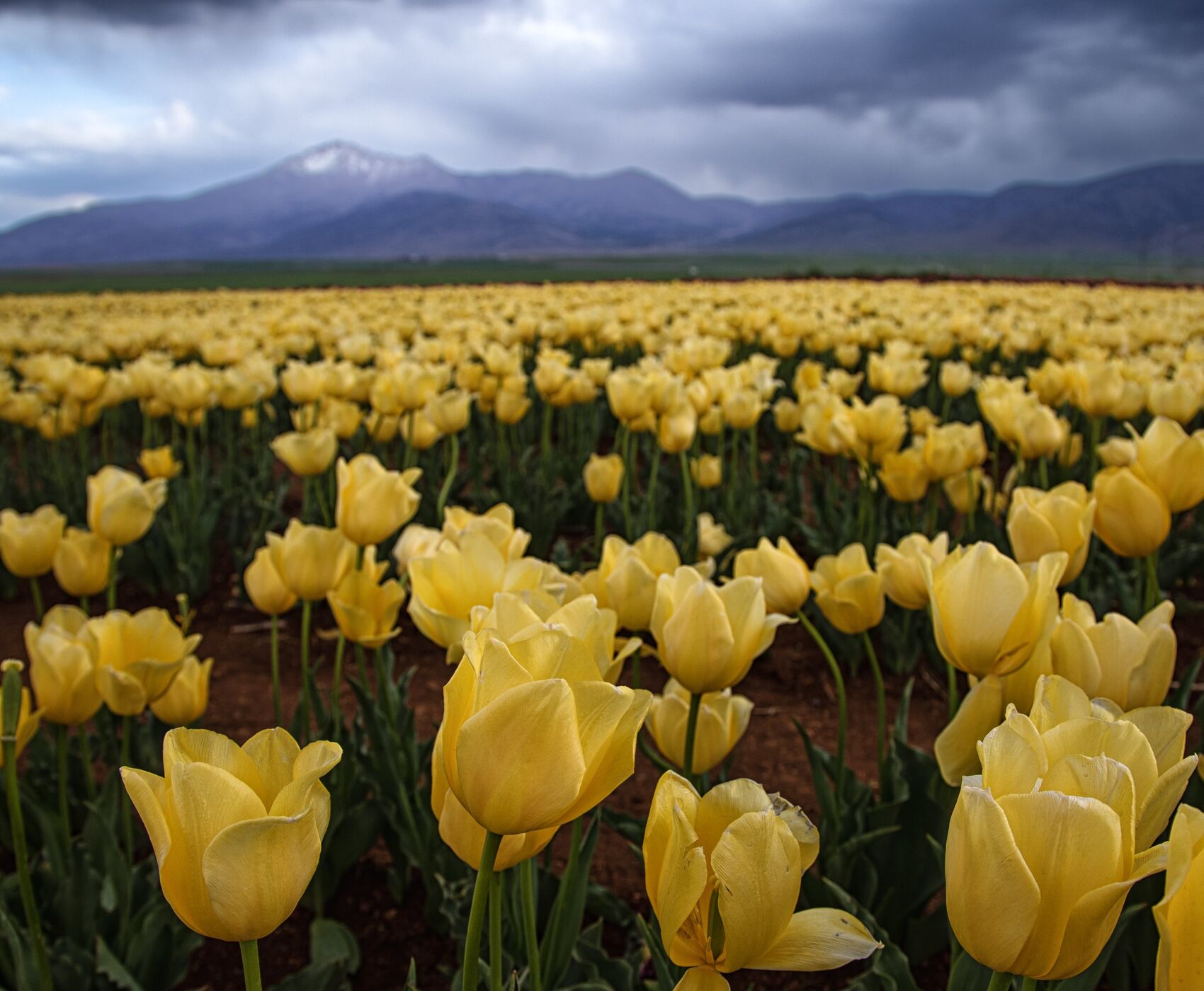 TULIP GARDENS & KARAMAN & TAŞKALE GRANARIES