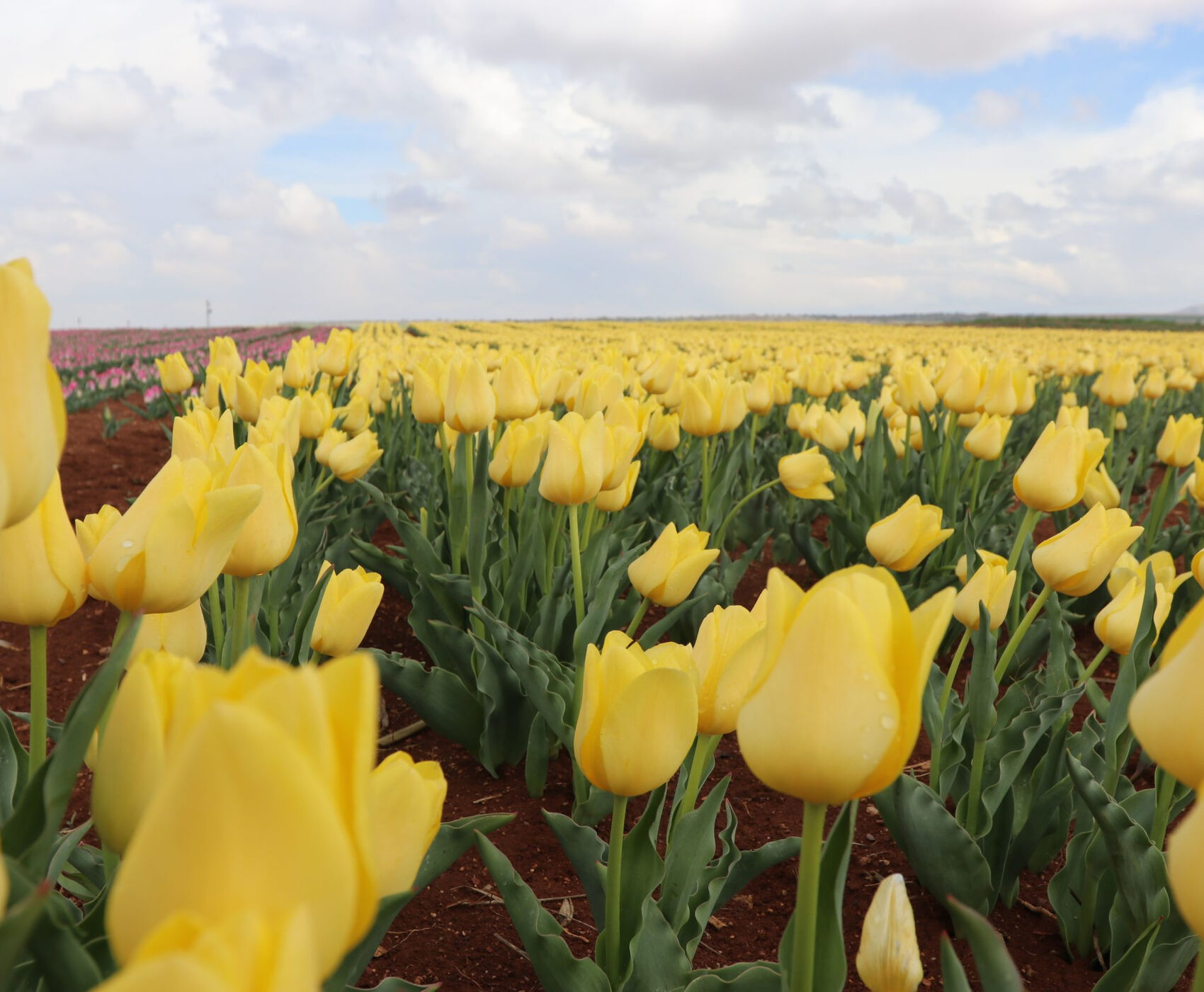 TULIP GARDENS & KARAMAN & TAŞKALE GRANARIES