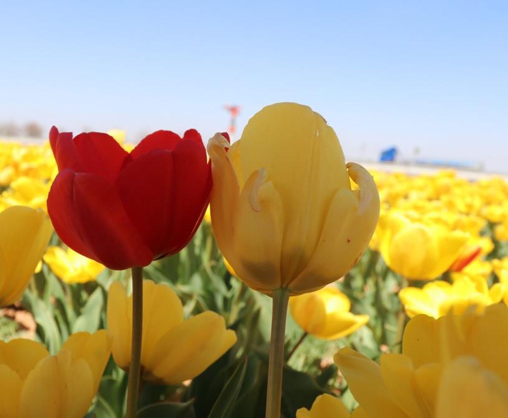 TULIP GARDENS & KARAMAN & TAŞKALE GRANARIES