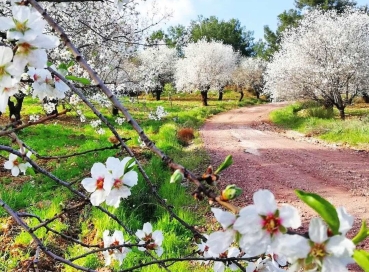 DATÇA BADEM ÇİÇEĞİ FESTİVALİ