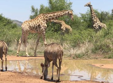 Elit Güney Afrika Turu THY ile 7 Gece Ekstra Turlar Dahil Sömestr Dönemi