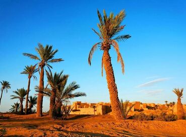 Air Arabia Hy İle Grand Fas Sahra Çölü Turu 