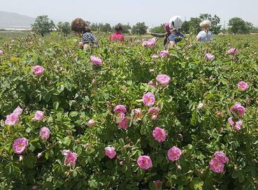 Kazanlık Gül Festivali Rotası