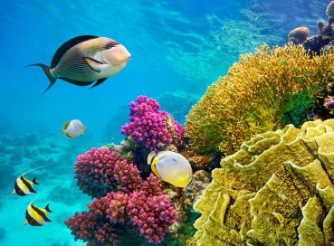 1 Mayıs İşçi ve Emekçiler Bayramı Özel - Sharm (Dahab) - Kahire ve İskenderiye - Kişi Başı 75 USD’lik Akşam Yemekli İskenderiye Turu Dahil - Sabah Gidiş Her Şey Dahil Konaklamalar 