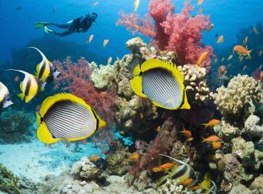 Sharm el Sheikh – Gündüz Uçakları – Her Şey Dahil Konaklama  15 Temmuz Milli Birlik ve Demokrasi Günü Özel  4 Gece / 5 Gün- Şehir Turu Dahil 