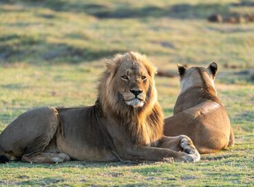 LION SAFARI